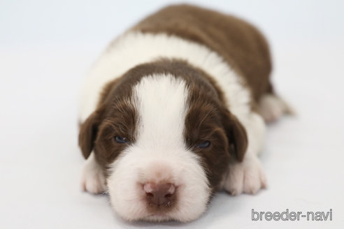 成約済の神奈川県のボーダーコリー-359949の3枚目